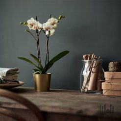 گلدان برنجی ایکیا DAIDAI