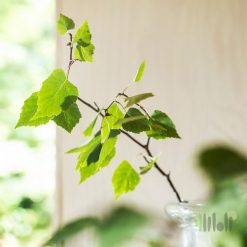 شمع معطر شیشه ای ایکیا ADLAD