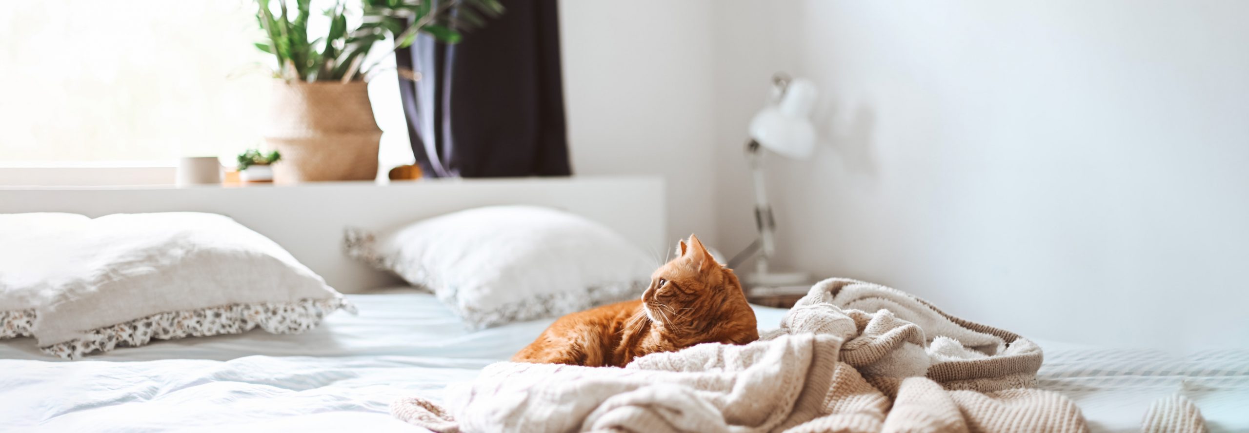 اول درباره ما scaled