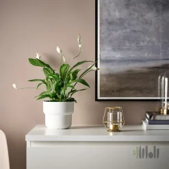 جاشمعی وارمر ایکیا PARLBAND