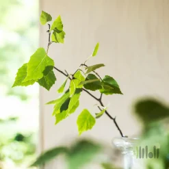 لیوانی معطر چوب جنگلی ایکیا ADLAD 1