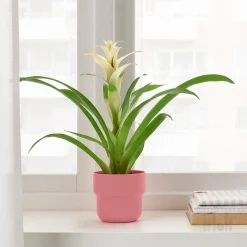 گلدان صورتی ایکیا FORENLIG